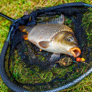 Istockphoto 2208008924 612x612